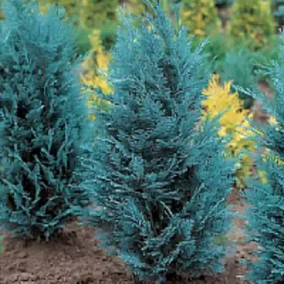 Кипарисовик ВАН ПЕЛЬТС БЛЮ лавсона в Речице