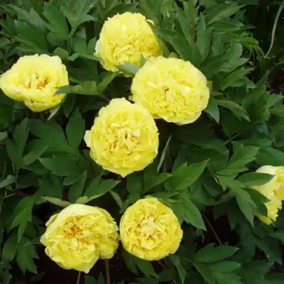 Пион ЗОЛОТАЯ КОРОНА древовидный в Речице