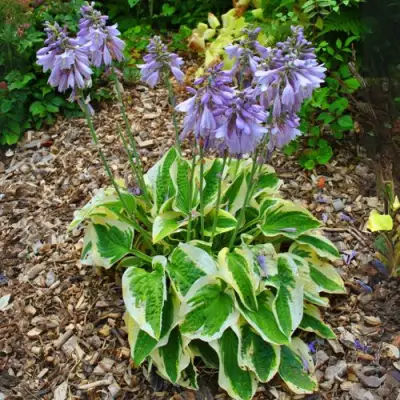 Хоста АУРЕОМАРГИНАТА в Речице