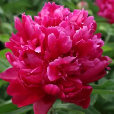 Пион ПЕСНЬ ВЕТРА травянистый в Речице