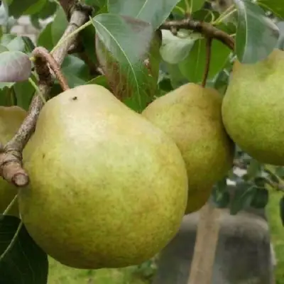 Груша ПЛАТОНОВСКАЯ в Речице