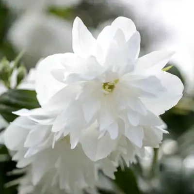 Жасмин МИНЕСОТА СНОУФЛЕЙК в Речице