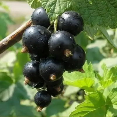 Смородина черная ПИГМЕЙ в Речице