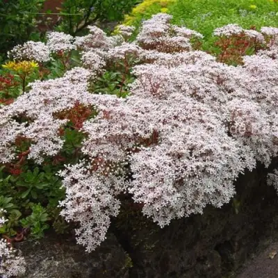 Очиток (седум) МУРАЛЕ белый в Речице