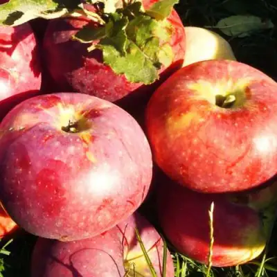 Яблоня АПОРТ в Речице