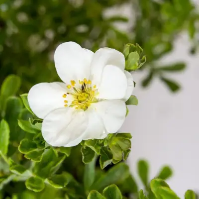 Лапчатка СНОУБЕРД кустарниковая в Речице