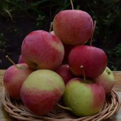 Яблоня РОДНИКОВАЯ в Речице