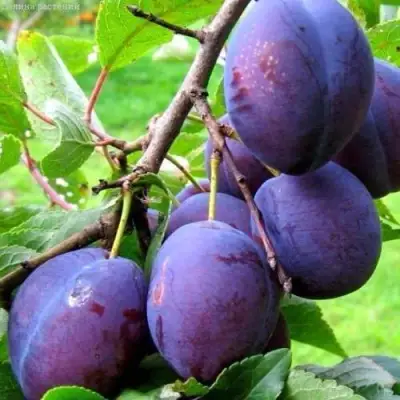 Слива ВЕНГЕРКА БЕЛОРУССКАЯ в Речице