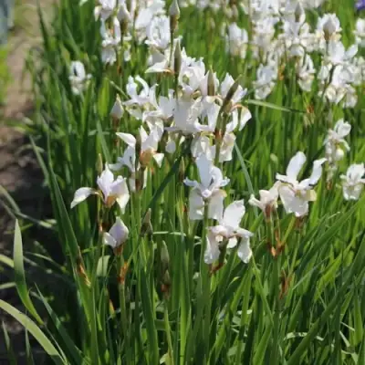 Ирис АЛЬБА сибирский в Речице