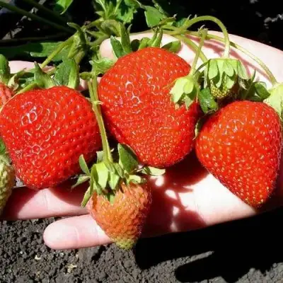 Клубника САН АНДРЕАС ремонтантная в Речице