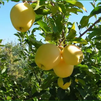 Яблоня ГОЛДЕН МИЛЛЕНИУМ в Речице