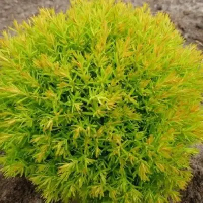 Туя АННИЕК западная в Речице