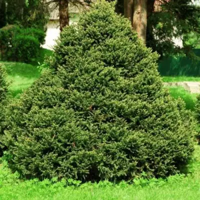 Ель ОЛЕНДОРФИ обыкновенная в Речице