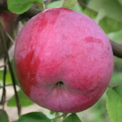 Яблоня БРЯНСКОЕ РОЗОВОЕ в Речице