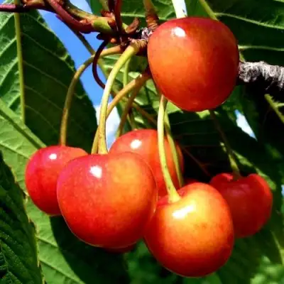 Черешня ФАТЕЖ в Речице