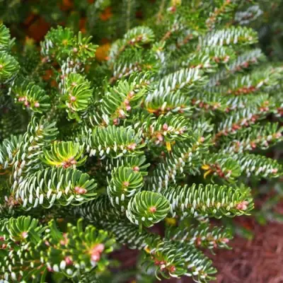 Пихта белая в Речице