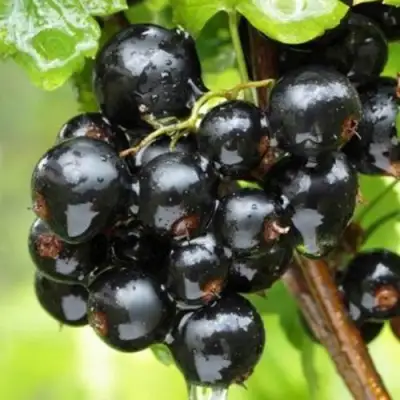 Смородина черная БЫЛИННАЯ (ВЕРНОСТЬ) в Речице