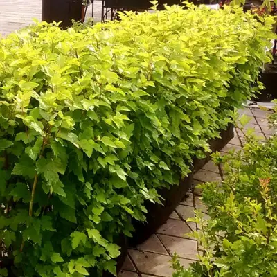 Комплект АНГЕЛ ГОЛД в Речице