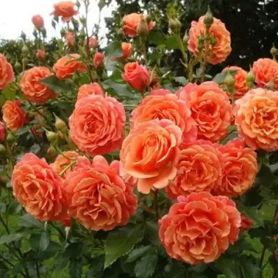 Роза БЕЛЬВЕДЕР шраб в Речице