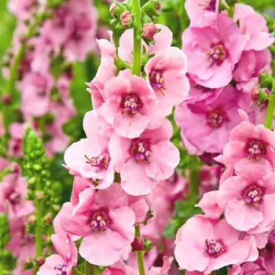 Коровяк ПИНК ДОМИНО гибридный (вербаскум) в Речице