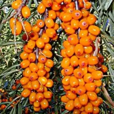 Облепиха СУДАРУШКА в Речице