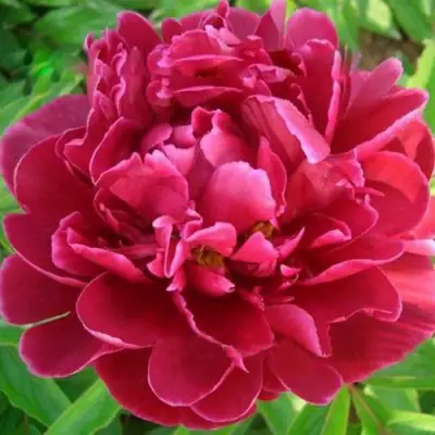 Пион КИТАЙСКИЙ ШЕЛК травянистый в Речице