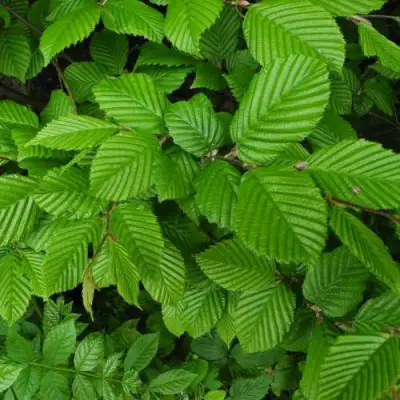 Граб  в Речице