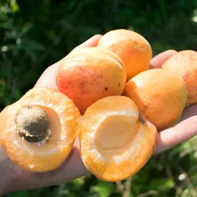 Абрикос ХАРГРАНД в Речице