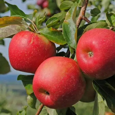 Яблоня ГАЛА МАСТ в Речице