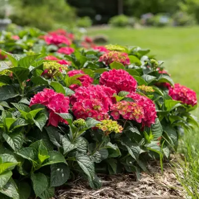 Гортензия ЭНДЛЕСС САММЕР ЛАВ крупнолистная в Речице