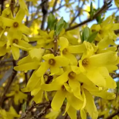 Форзиция ФОРЧУНА в Речице