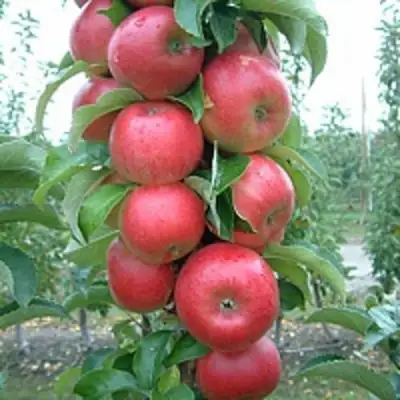 Яблоня АНТЕЙ КИЕВСКИЙ колонновидная в Речице