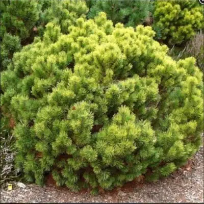 Ель ДАНС ДВАРФ обыкновення в Речице