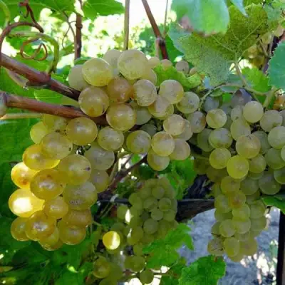 Виноград КРИСТАЛЛ в Речице