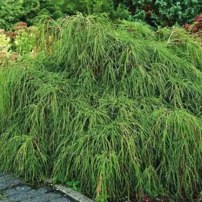 Кипарисовик ФИЛИФЕРА НАНА горохоплодный  в Речице