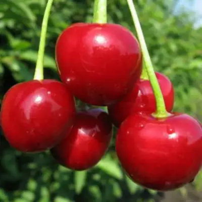 Дюк ПРЕВОСХОДНАЯ ВЕНЬЯМИНОВА в Речице