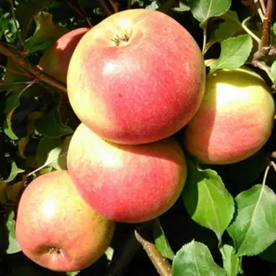 Яблоня ЭМБАССИ в Речице