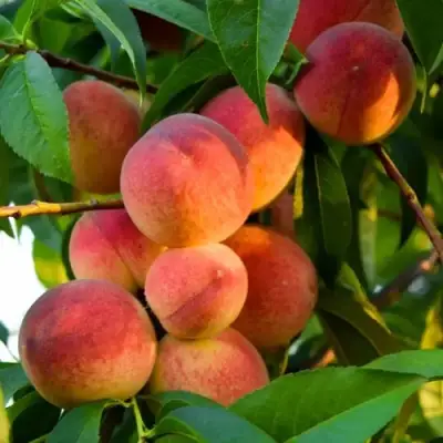 Персик ЗОЛОТОЙ ЮБИЛЕЙ в Речице