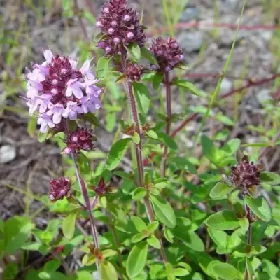 Тимьян яйцевидный в Речице