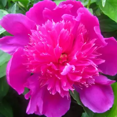 Пион РОЗОВЫЙ БУДДА травянистый в Речице