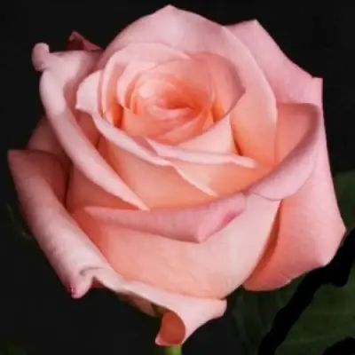 Роза АНГАЖЕМЕНТ чайно-гибридная в Речице