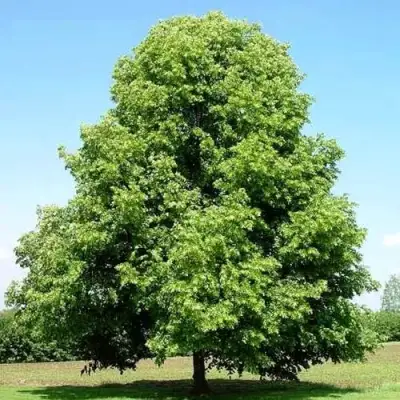 Липа мелколистная в Речице