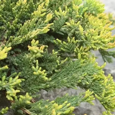 Можжевельник ГОЛДЕН КАРПЕТ горизонтальный  в Речице