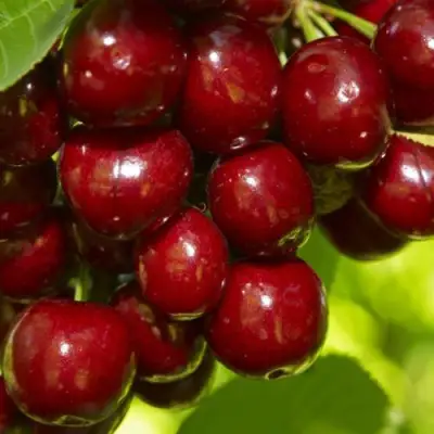 Черешня ВАЛЕРИЙ ЧКАЛОВ в Речице