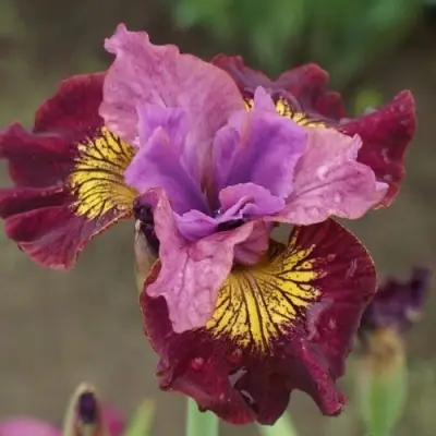 Ирис МИСС ЭППЛ сибирский в Речице