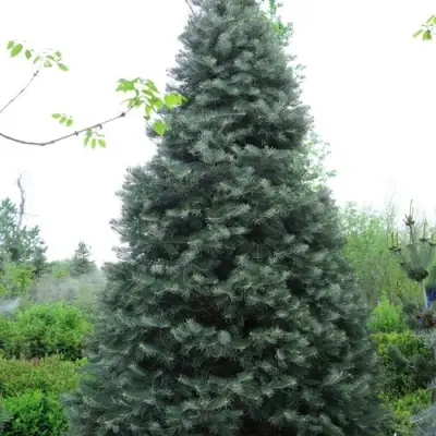 Пихта белая в Речице