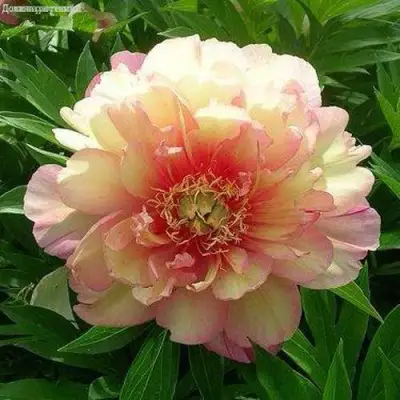 Пион ДЖУЛИЯ РОУЗ ито-гибрид в Речице