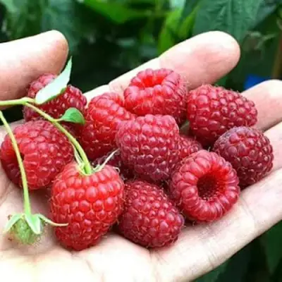 Малина ХИМБО-ТОП в Речице