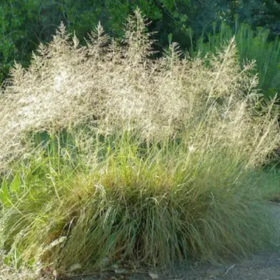 Каплесеменник воздушный в Речице