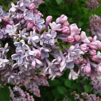 Сирень КОНДОРСЕ в Речице